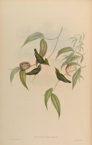 Orthorhynchusの平均=わずかなorthorhynchusの紋付き 作： John Gould